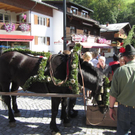 Mellau _74__jpg-1315064029