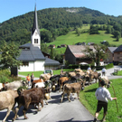 Mellau _93__jpg-1315064071