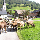 Mellau _99__jpg-1315064085