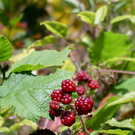 brombeer_jpg-1315071008
