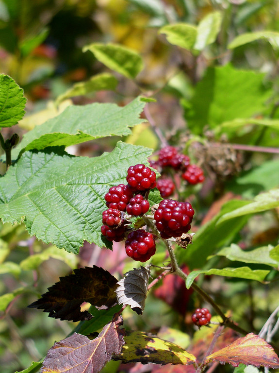 brombeer_jpg-1315071008
