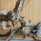 DSCN7768_JPG-1315113415