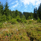 Lehrpfad3.JPG
