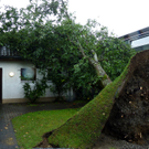 Sturm entwurzelt Bäume in Hörbranz