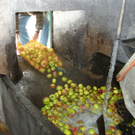 SH105038_JPG-1315208719