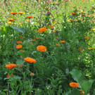 Blumenwiese01.JPG