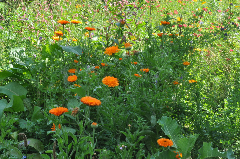 Blumenwiese01.JPG