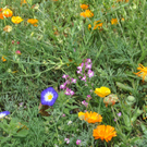 Blumenwiese04.JPG