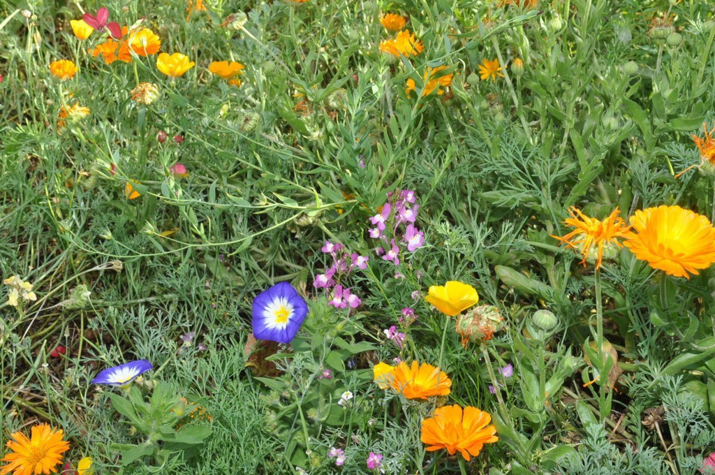 Blumenwiese04.JPG