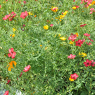 Blumenwiese06.JPG