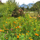 Blumenwiese14.JPG