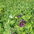 Blumenwiese15.JPG