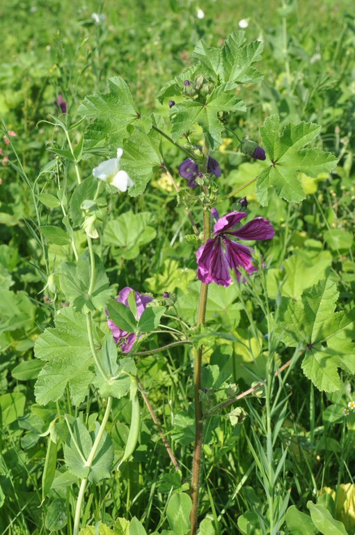 Blumenwiese15.JPG