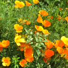Blumenwiese16.JPG
