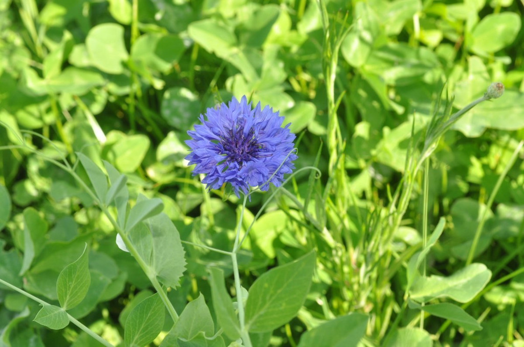 Blumenwiese17.JPG
