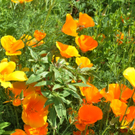 Blumenwiese19.JPG