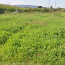 Blumenwiese20.JPG