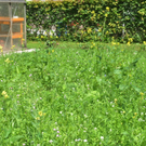 Blumenwiese31.JPG