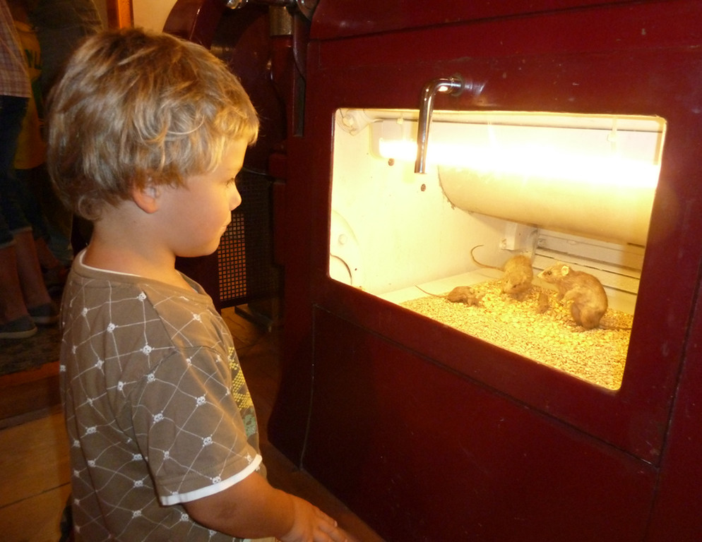 Stoffel5b_jpg-1315250720