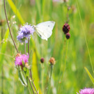 Ried Sommer 2011_jpg-1315293585