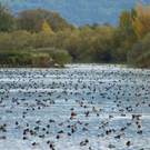 Enten_in_der_Lagune_jpg-1315293551