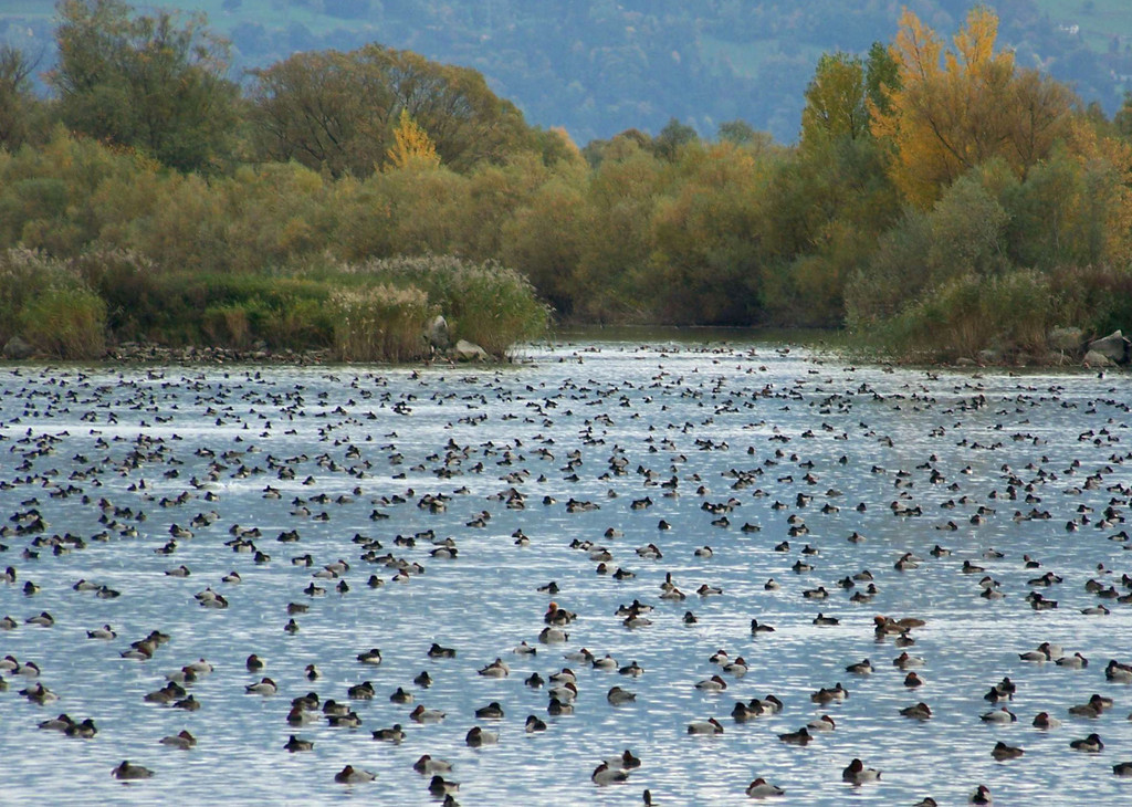 Enten_in_der_Lagune_jpg-1315293551