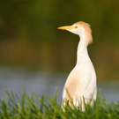 Kuhreiher_jpg-1315293575