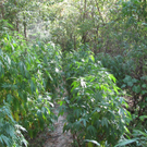 05_09_2011 PI Mistelbach 1.JPG