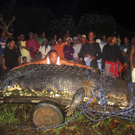 Riesiges Krokodil auf den Philippinen gefangen