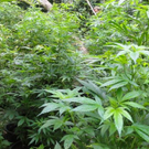 Bilder der Plantagen