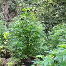 06_09_2011 PI Krems 2.JPG