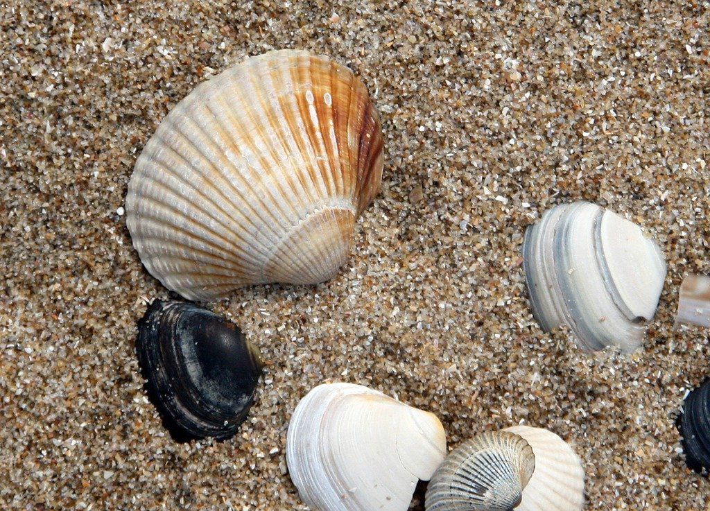 Muscheln.jpg