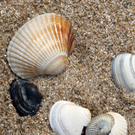 Muscheln.jpg