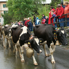 DSC01255_JPG-1315486666