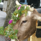 DSC01316_JPG-1315487797