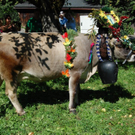 DSC_0633.JPG