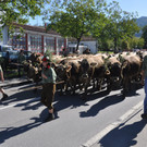 Almabtrieb