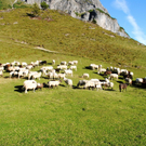 KOE_Schafabtrieb Gsrsella 13_jpg-1315758764