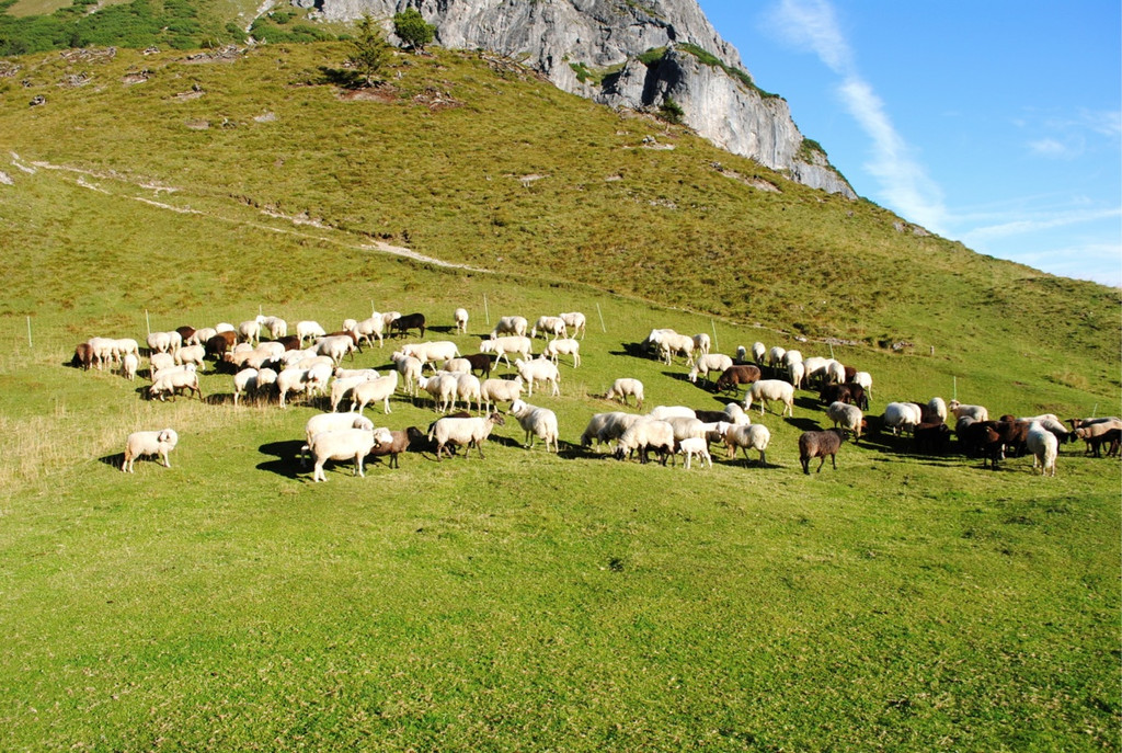 KOE_Schafabtrieb Gsrsella 13_jpg-1315758764