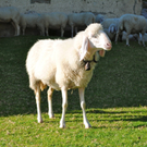 KOE_Schafabtrieb Gsrsella 17_jpg-1315758796