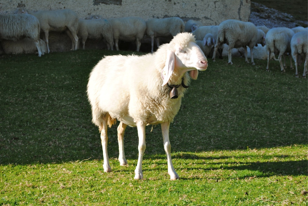KOE_Schafabtrieb Gsrsella 17_jpg-1315758796
