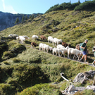 KOE_Schafabtrieb Gsrsella 21_jpg-1315758829