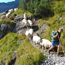 KOE_Schafabtrieb Gsrsella 24_jpg-1315758863