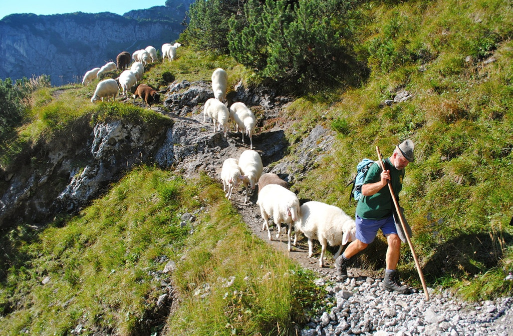 KOE_Schafabtrieb Gsrsella 24_jpg-1315758863