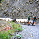 KOE_Schafabtrieb Gsrsella 27_jpg-1315758891