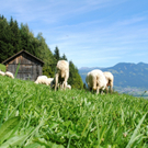 KOE_Schafabtrieb Gsrsella 28_jpg-1315758899
