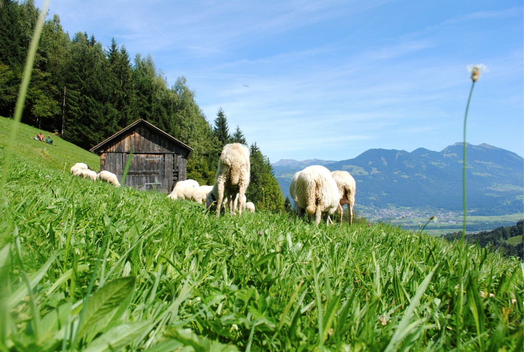 KOE_Schafabtrieb Gsrsella 28_jpg-1315758899