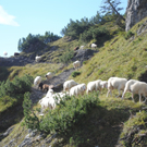KOE_Schafabtrieb Gsrsella 29_jpg-1315758909