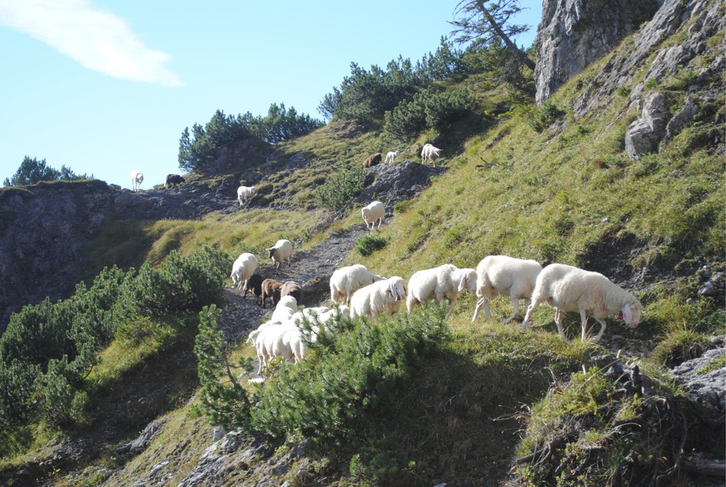 KOE_Schafabtrieb Gsrsella 29_jpg-1315758909