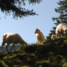 KOE_Schafabtrieb Gsrsella 31_jpg-1315758927